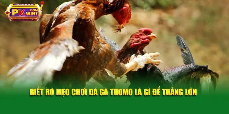 Biết rõ mẹo chơi đá gà thomo là gì để thắng lớn