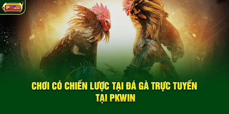 Chơi có chiến lược tại đá gà trực tuyến tại PKWin