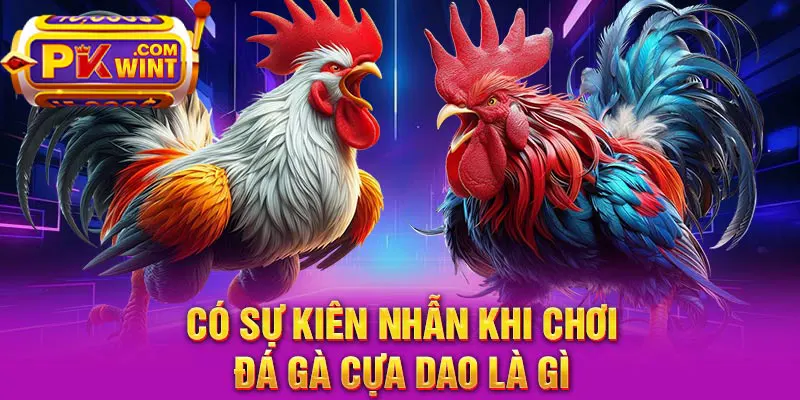 Có sự kiên nhân khi chơi đá gà cựa dao là gì