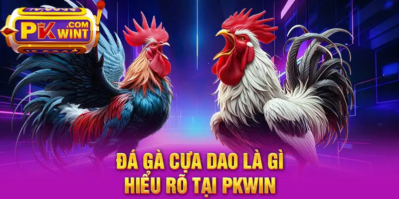 Đá gà cựa dao là gì - Hiểu rõ tại PKWIN