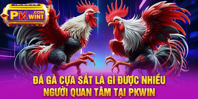 Đá gà cựa sắt là gì được nhiều người quan tâm tại PKWIN