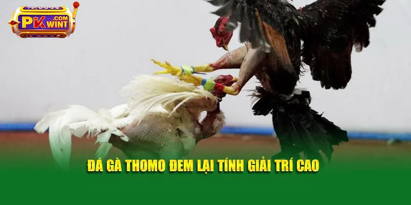 Đá gà thomo đem lại tính giải trí cao