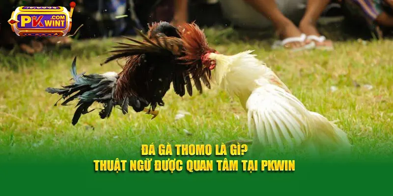 Đá gà thomo là gì? - Thuật ngữ được quan tâm tại PKWIN