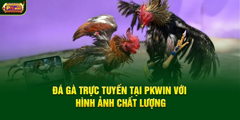 Đá gà trực tuyến tại PKWin với hình ảnh chất lượng