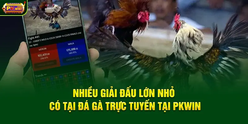 Nhiều giải đấu lớn nhỏ có tại đá gà trực tuyến tại PKWin